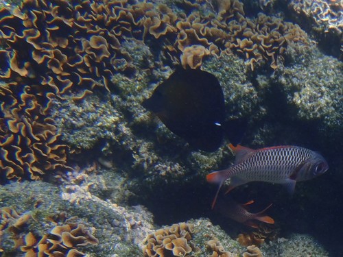 Brown Tang