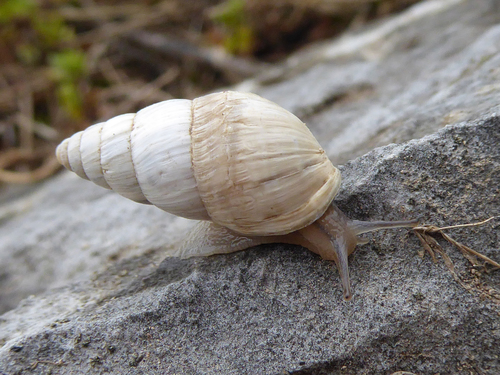 Zebra Snail