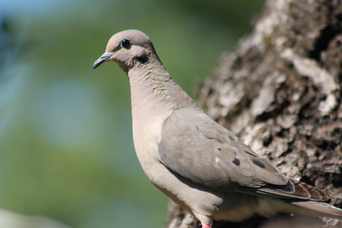 Eared Dove