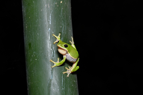 Farmland Green Flying Frog