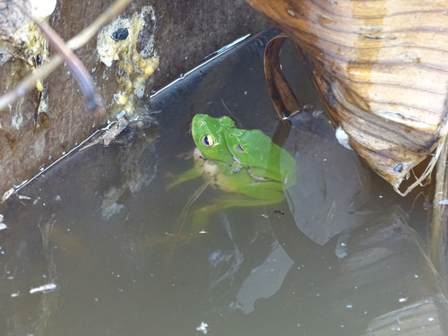 Moltrecht's Green Tree Frog