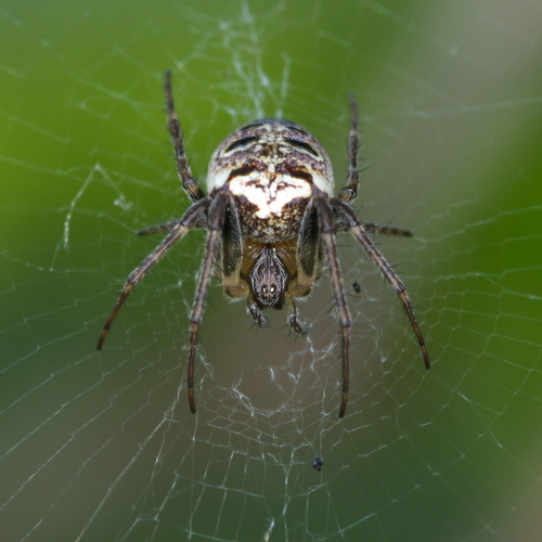 Zilla Orbweaver