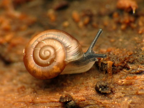 Quick Gloss Snail