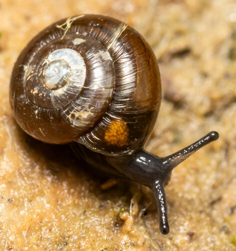 Black Gloss Snail