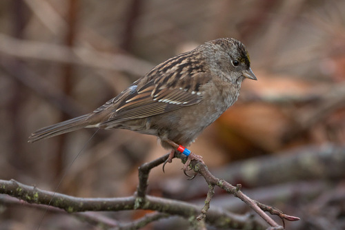 Golden-crowned Sparrow