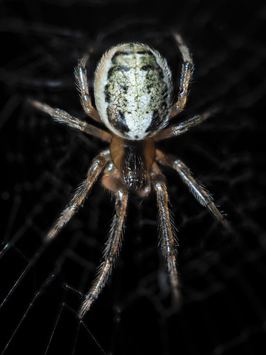 Silver-sided Sector Spider
